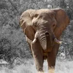 Etosha