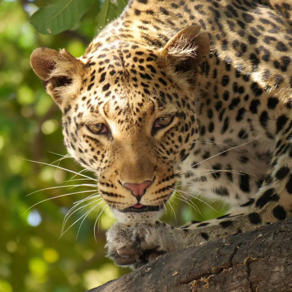 leopardo tanzania
