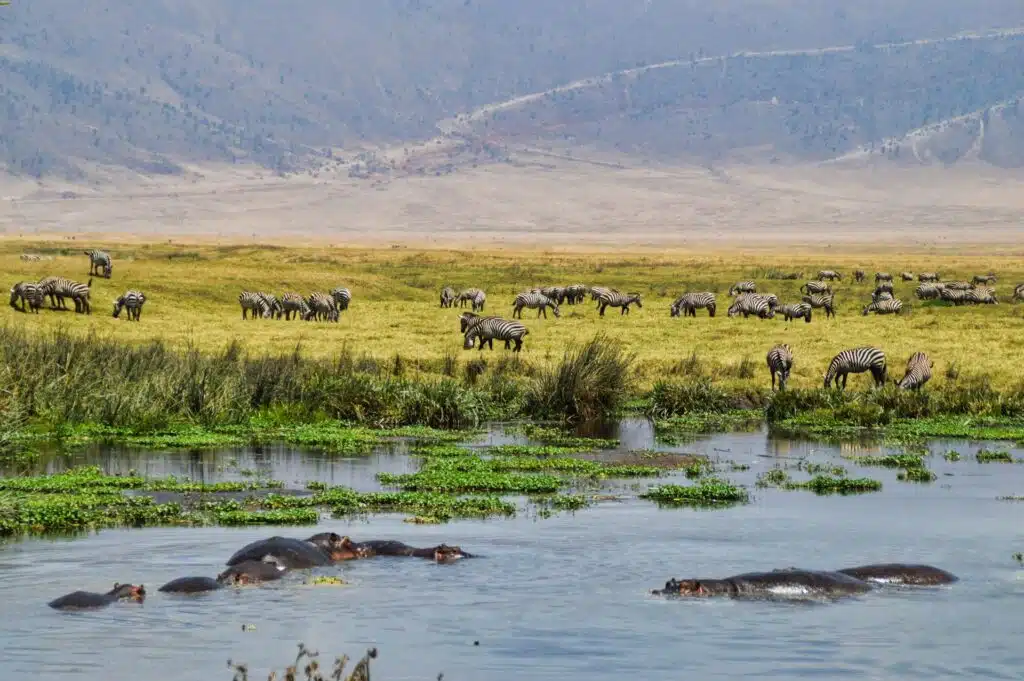 Ippoopotami Ngorongoro