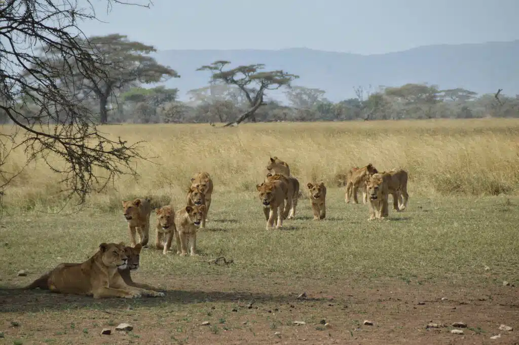 Leoni famiglia serengeti