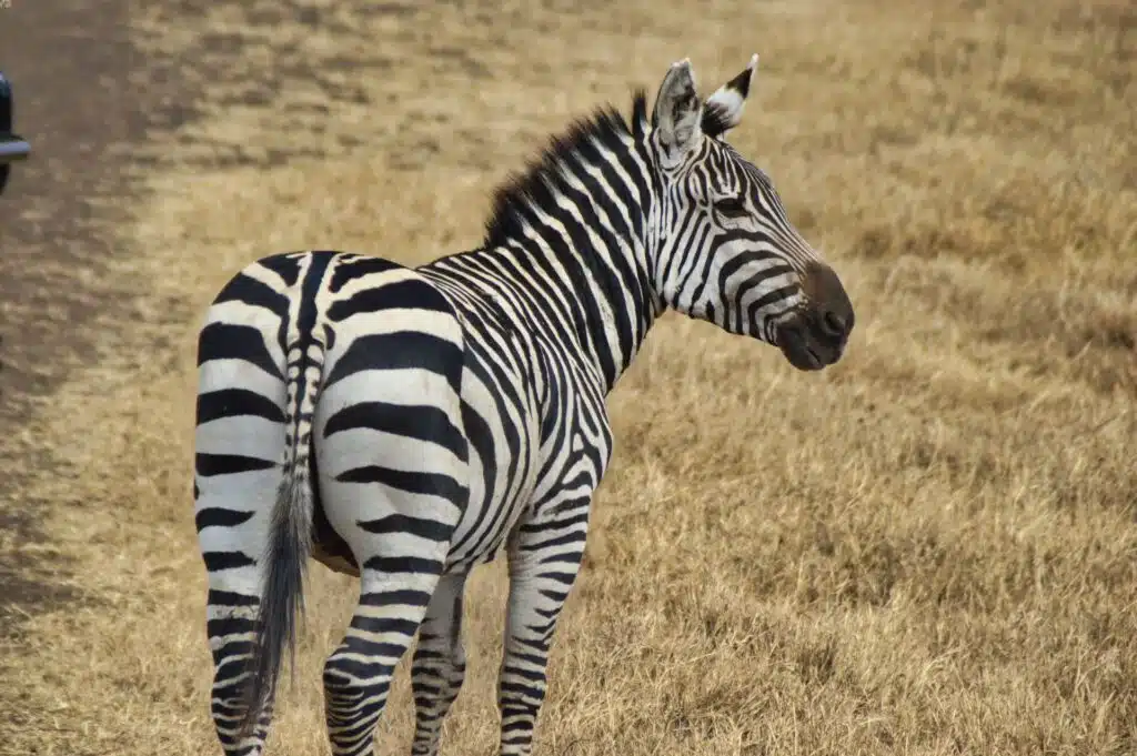 Zebra Ngorongoro