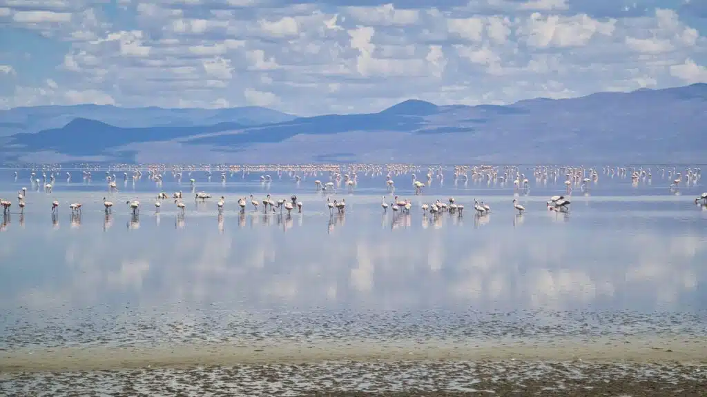 fenicotteri lago natron