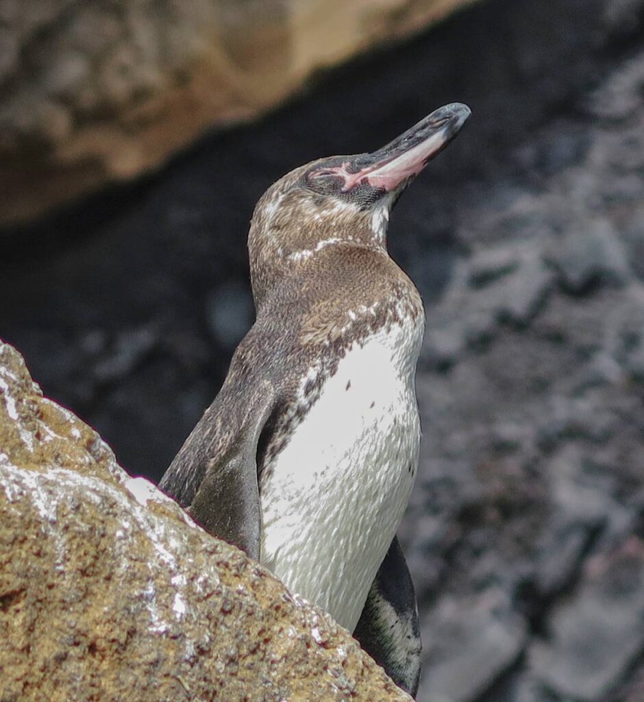 pinguino galapagos