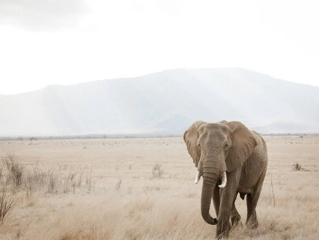 elefante Tsavo