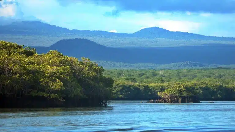 Black turtle cove galapagos