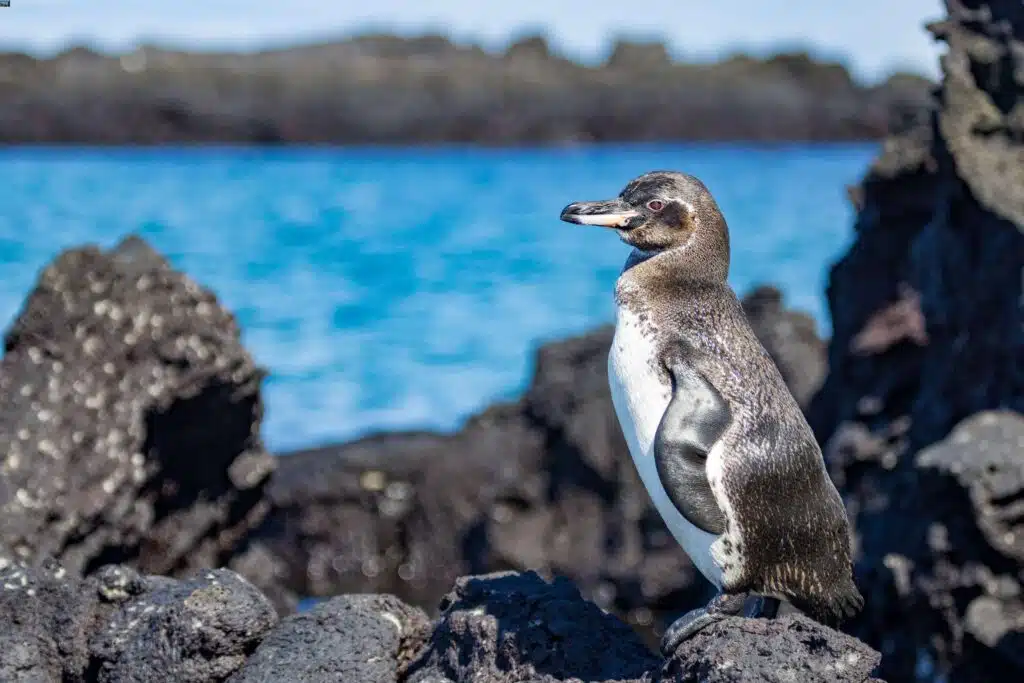 pinguino isola isabela