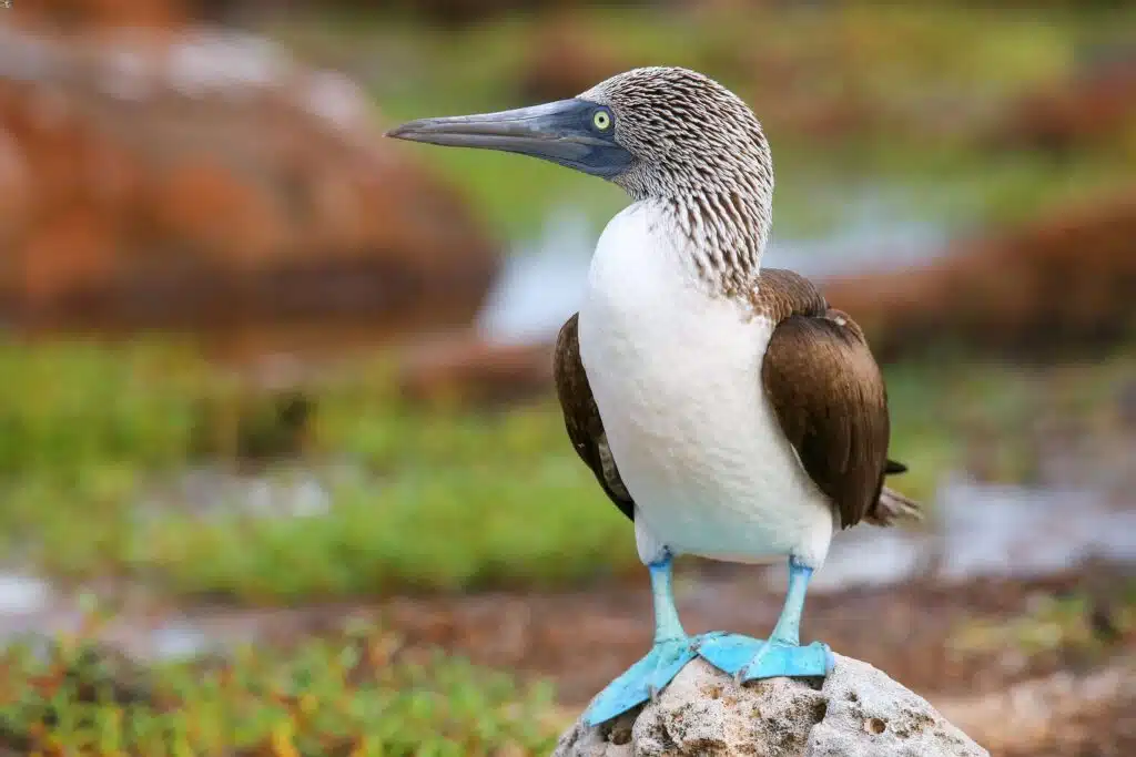 sula zampezzurre seymour galapagos