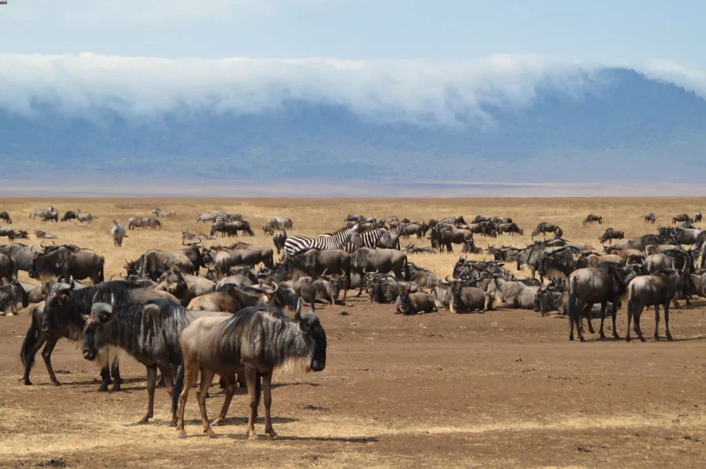 Gnu e zebre Ngorongoro